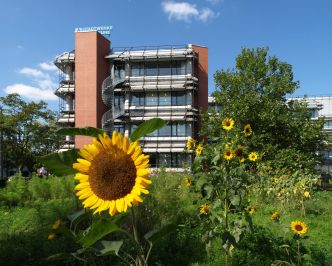 Sonnenblumen wachsen im Garten auf Firmengelände der Stadtwerke Karlsruhe 