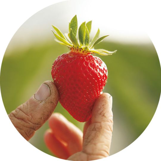 Erdbeere gehalten von Hand
