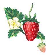 Erdbeere Illustration