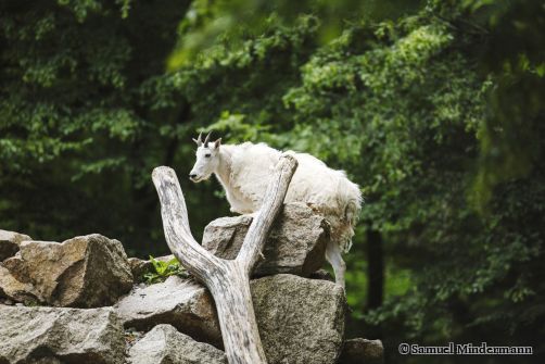 Der Tierpark Oberwald entstand im Rahmen der Vorbereitungen auf die Bundesgartenschau 1967. Im Zoologischen Stadtgarten wurde Platz benötigt, weshalb einige Tiere in den Oberwald umgesiedelt wurden. Bis heute kann man hier Elche, Antilopen, Gazellen oder Przewalski-Pferde beobachten.