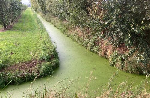 Pestizide und ihre Abbauprodukte sind unsichtbar, ebenso wie Nitrat. Also bleibt nur Phosphat-Überdüngung (Eutrophierung), um Grundwasser-Belastungen sichtbar zu machen.