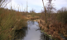 Stadtwerke Karlsruhe erwecken Pfälzer Moor zu neuem Leben