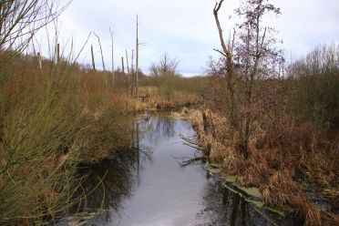 So soll es zukünftig aussehen, das Moorgebiet „Waldmannswiesen“. Wo heute noch trockenes Grasland ist, wird sich schon bald ein Auenbach durch sumpfiges Gebiet winden. Foto: Moorgebiet im Naturpark Barnim bei Berlin, Bildrechte: EcoTree