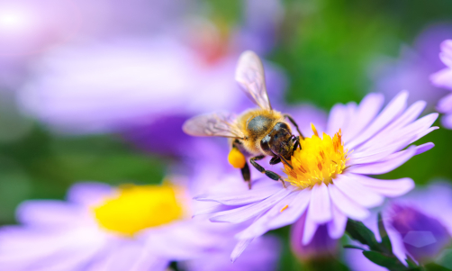 Stadtwerke Karlsruhe unterstützen Petition „Für Gesundheit, Bienen und Bauern“