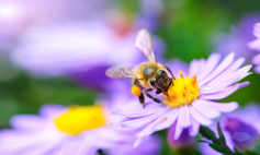 Stadtwerke Karlsruhe unterstützen Petition „Für Gesundheit, Bienen und Bauern“