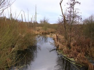 Wasserlauf im Moor