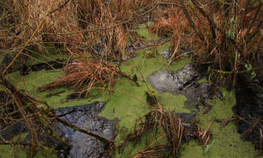 Moorrenaturierung Waldmannswiesen Stadtwerke Karlsruhe
