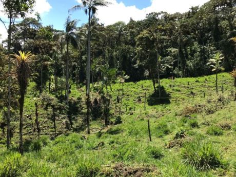 Aufforstungsprojekt in Ecuador