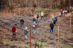 1.000 Bäume für Oberreut: Stadtwerke Karlsruhe setzen mit Baumpflanzaktion ein Zeichen für Nachhaltigkeit